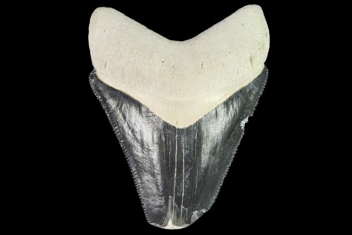 Fossil Megalodon Tooth - Florida #108414